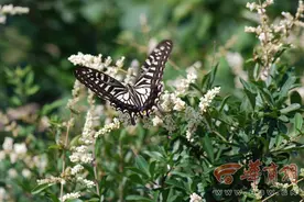 在西安生活的你 这些常见的蝴蝶你都见过几种？图片
