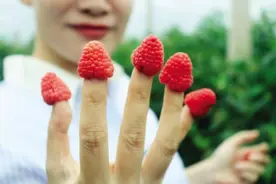 树莓和桑葚黑莓有啥区别 大连有种植为何市场鲜见？图片