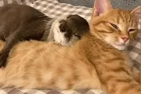 超级治愈！日本网友拍到宠物水獭抱着橘猫睡觉图片