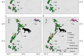 当大熊猫保护区的豹豺狼大幅消失，新的生态系统风险正在浮现图片