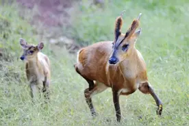 拍视频晒吃“麂子肉”被查：民警调查后发现实为狗肉，上传者已受到批评教育图片