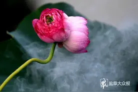 罕见！盆栽荷花开出并蒂莲图片