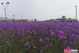 秦皇岛抚宁花海大道 一路繁花风景醉人图片