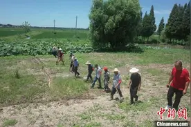湖北洪湖：高温下的家园保卫战图片