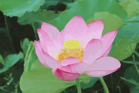 夏赏绿荷池，一场仙境里的夏日惦念图片