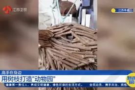 牛！徐州小伙将树枝变废为宝做成动物，家里被他变成了“动物园”视频封面