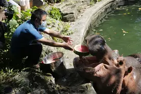 动物解暑消夏各有高招图片
