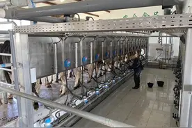 牛牛牛！这个养牛大镇真牛图片