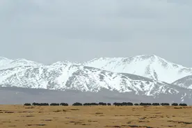 三江源，我们的国家公园 措池纪行图片
