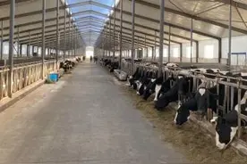 牛牛牛！这个养牛大镇真牛图片