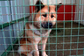 美国一州现首例狗感染新冠病毒事例 专家：几乎不传染人图片