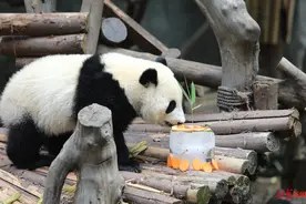 夏天穿两层“毛衣”，滚滚咋避暑？冰蛋糕空调房安排上，再也不怕萌“化”了图片