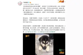 在宠物店买的哈士奇取名“铁蛋”却没有“蛋蛋”，谁负责？图片