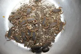 禁食不代表禁止药用！蝎子养殖户的春天到底还有多远？图片