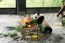 首只海归大熊猫之子庆生图片