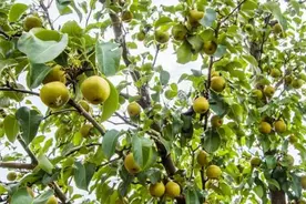 落叶果树夏秋季不宜短截枝条图片