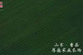 视频丨这里10种口味的鲜食玉米可直接吃！与鲜食花生间作，亩均助农增收千元图片