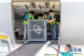江苏扬州：转运大熊猫图片
