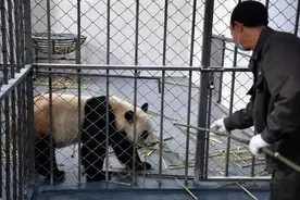 这个8月不妨来凤凰看看国宝熊猫图片
