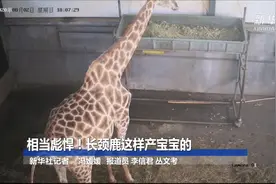 相当彪悍！长颈鹿这样产宝宝的