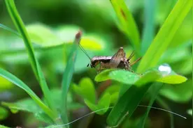 立秋处暑话蟋蟀图片