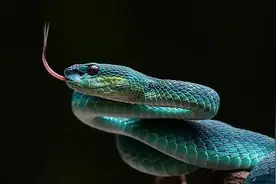 半个月20多人被咬伤入院！盛夏当心这些“毒物”出没图片