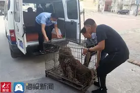 邹平街头惊现流浪藏獒 民警果断行动捕捉装笼图片