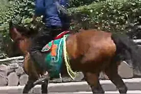 危险！男子在市区道路上骑马图片