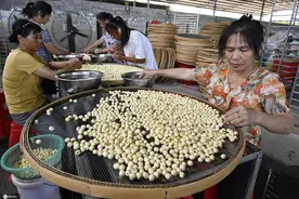 江西金溪：3000亩白莲基地迎来采摘期 促进农旅融合图片