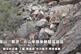 高山“精灵”北山羊现身新疆富蕴县视频封面