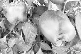 以色列专家提醒：夏季果蔬须防蒂腐病图片