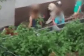 动物善待组织曝光幼童虐狗视频 警方对该家庭展开调查图片