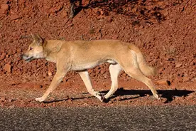 丁格犬（澳洲野犬）在20世纪下半叶被使用毒剂1080后体型变得更大图片