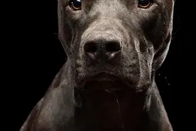 一起狗官司！比特犬咬碎贵宾下颌，临海两“铲屎官”对簿公堂，小区哪些犬禁养，看这里图片