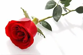 这名新冠百岁老人为何收藏那束玫瑰至今？这是医患真情的见证图片