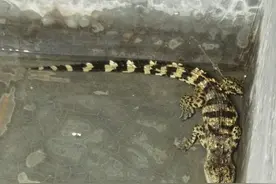 宁波男子半夜上厕所，看见家里趴着一条鳄鱼，魂都快吓没了图片