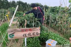 济宁这里有块开心农场，让每个人成为都市生活里的“现代农夫”图片