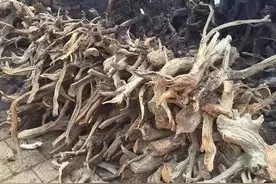 还记得风靡一时的崖柏吗？图片