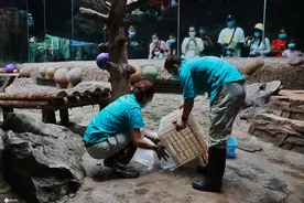 北京动物园饲养员高温天主动加班给动物防暑图片