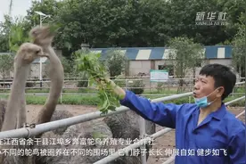 鸵鸟“驮起”致富路视频封面