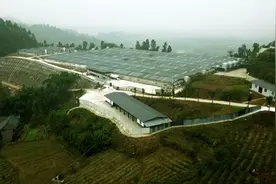 这里的养猪场“科技范儿”十足图片