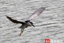 南京秦淮河边，各类鸟儿捉鱼忙图片