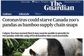 两只滞留在加拿大的大熊猫，正面临“断粮”危机图片