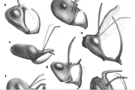 重磅！一亿年前的蚂蚁长这样：镰刀状大牙，自带“陷阱”捕食图片