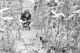 河南姑娘“麦小登”火了图片