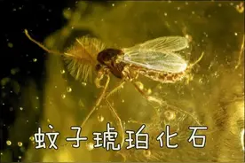 阻击夏日里的隐秘“杀手”图片