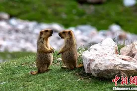 柴达木盆地高原旱獭“秀恩爱”画面呆萌可爱图片