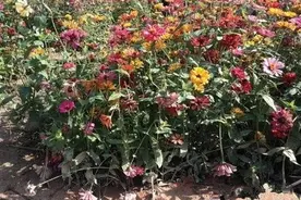 儿童在公园踩踏花草随地小便图片