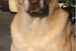 相伴14年爱犬过世　门口出现一只猫“叫声超特别”连习惯都一样图片