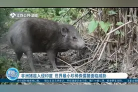 非洲猪瘟入侵印度，16000头家猪死亡，世界最小珍稀侏儒猪受威胁视频封面